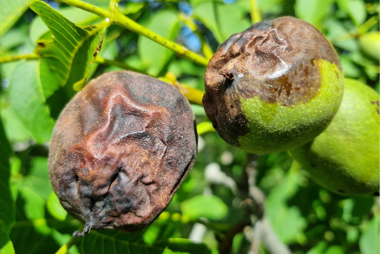 Champignons pathogènes