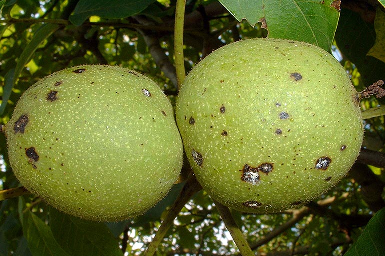 Anthracnose