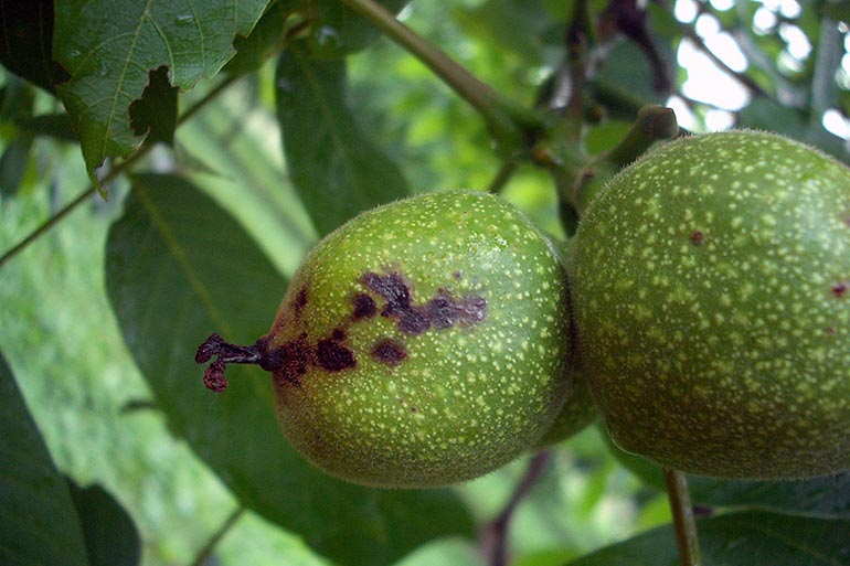 Bactériose