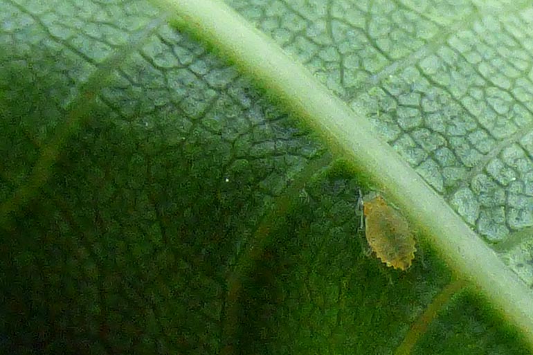 Biodiversité