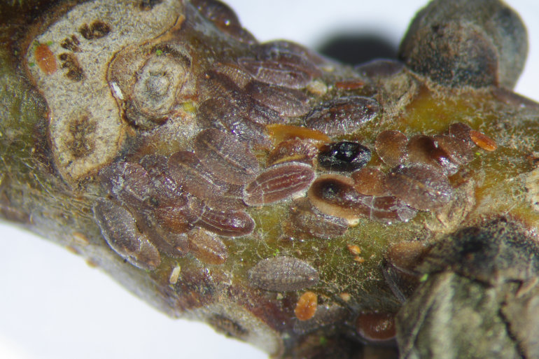 Cochenille