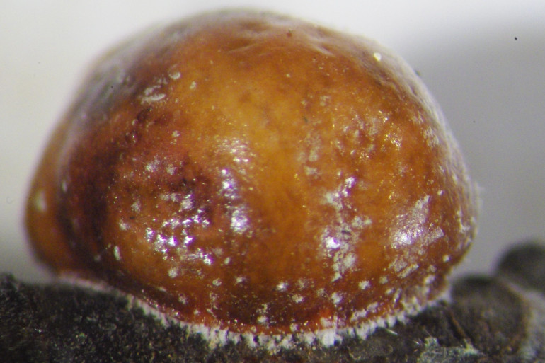 Cochenille