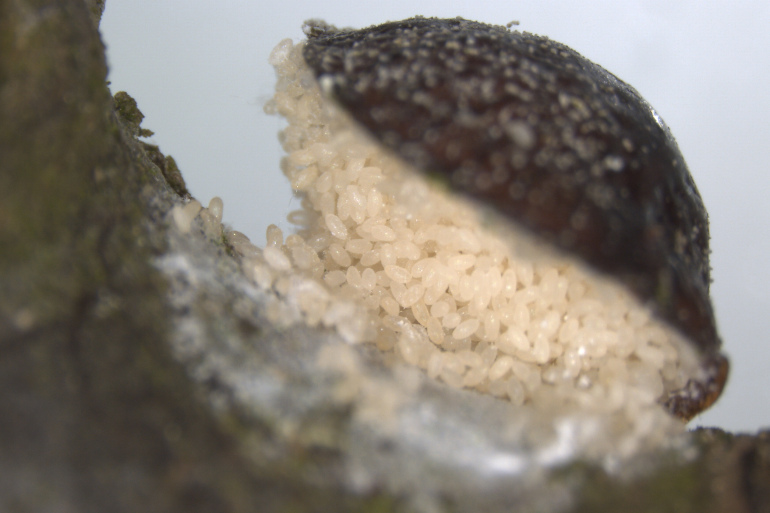 Cochenille