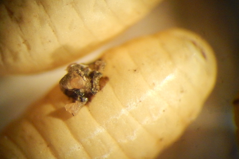 Mouche du brou