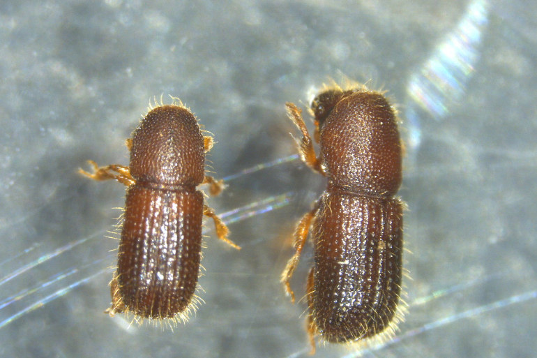 Pityophthorus