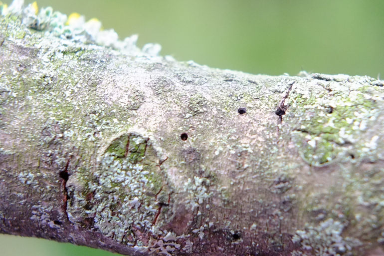 Pityophthorus
