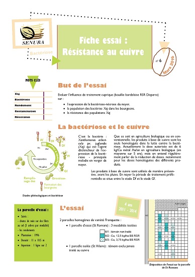 bacteriose : résistance au cuivre