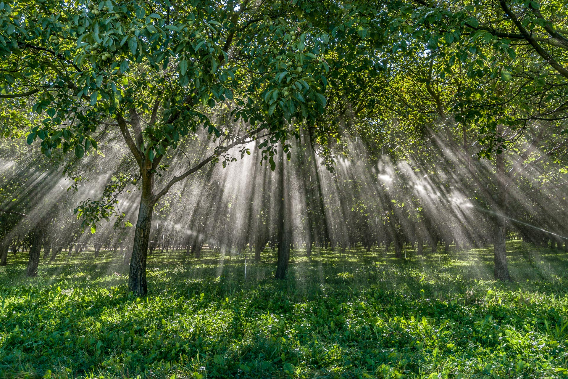Irrigation du noyer