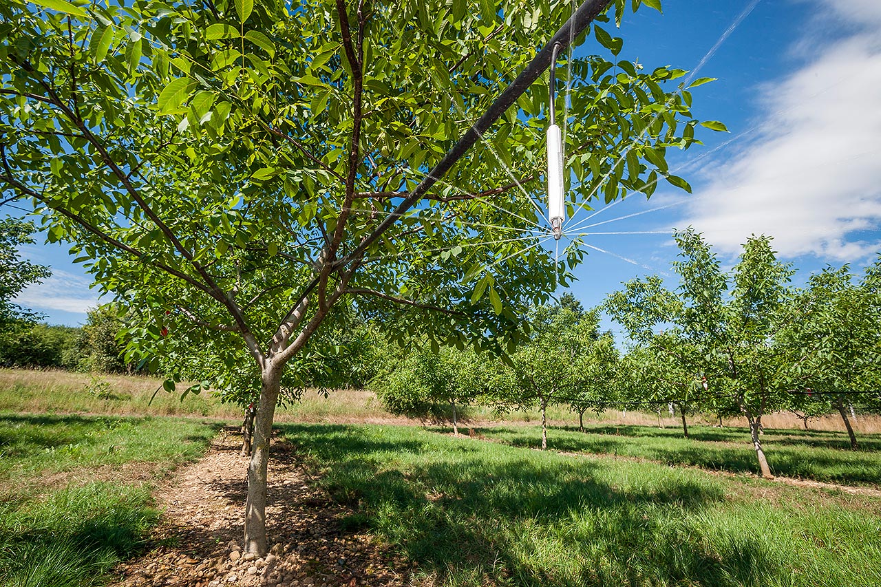 Irrigation du noyer
