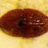 Cochenille
