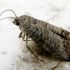 Carpocapse 