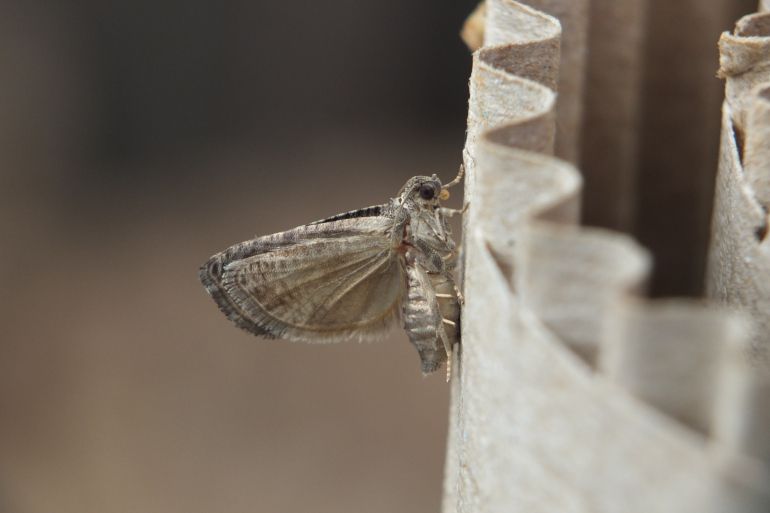 La SENuRA recrute un.e technicien.ne d’expérimentation en CDD