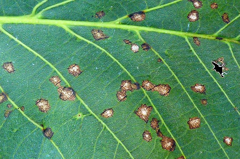 Colletotrichum sur feuilles